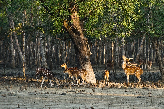 deer of Sundarbans